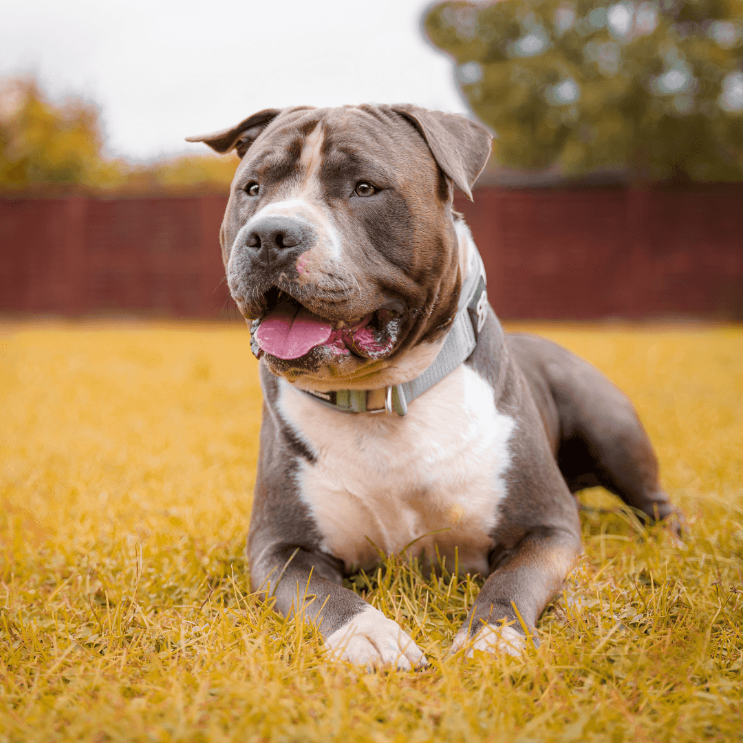 American Staffordshire Terrier
