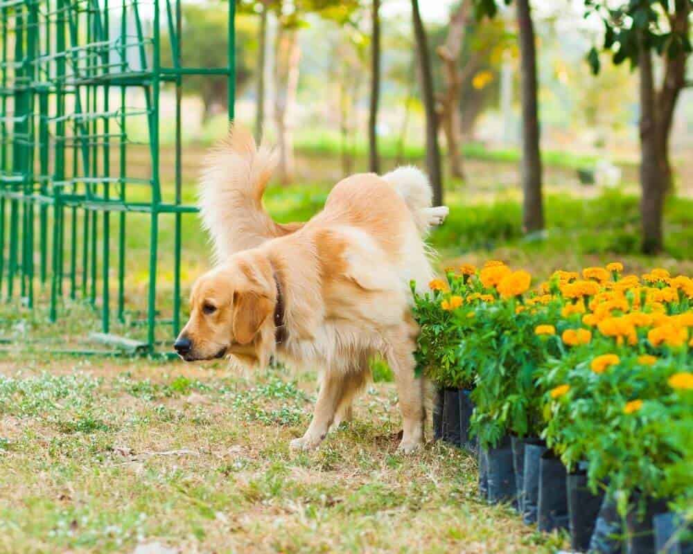 À quel âge un chien lève-t-il la patte pour uriner ?