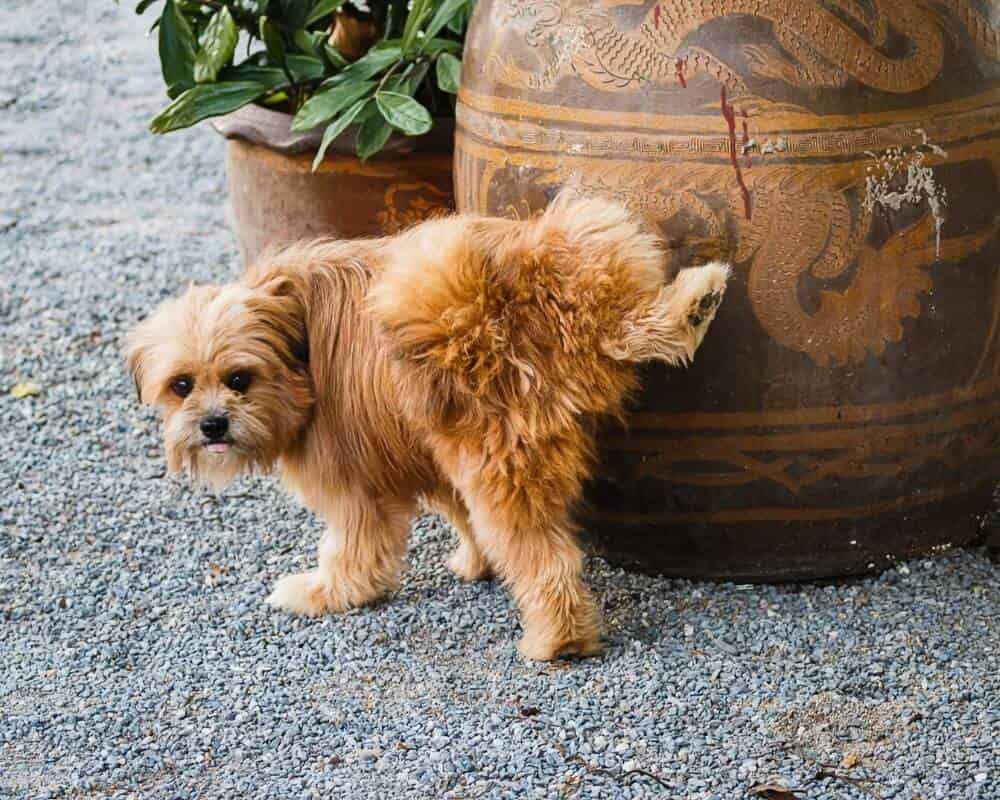 Comment donner un vermifuge à un chien ?