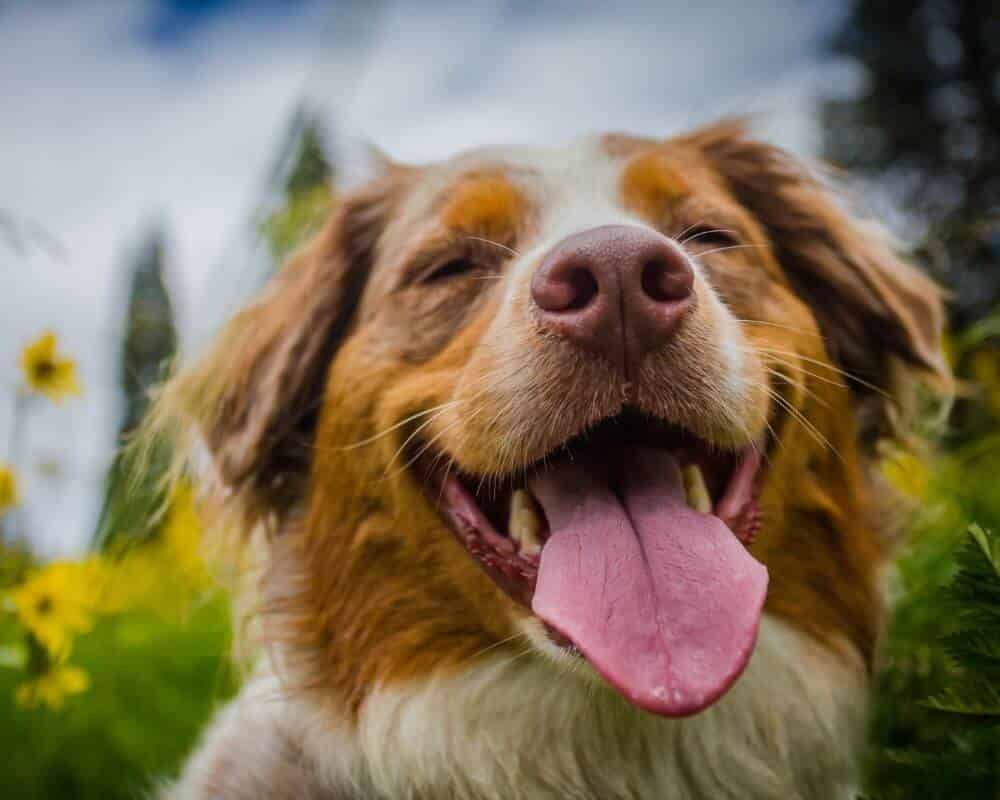 Comment faire baisser la créatinine chez le chien ?