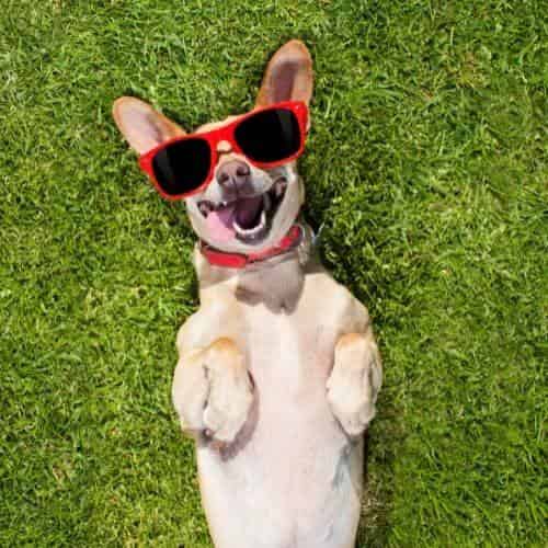Quel est le taux normal de créatinine chez le chien ?