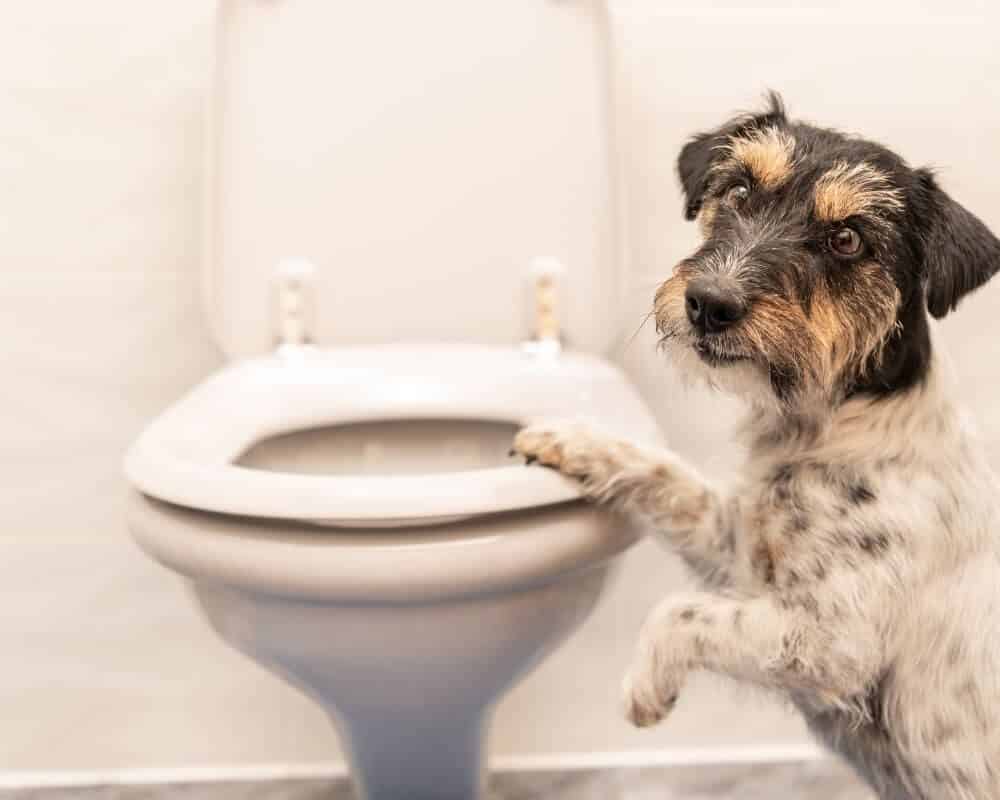 Comment faire pour empêcher un chien d'uriner partout ?