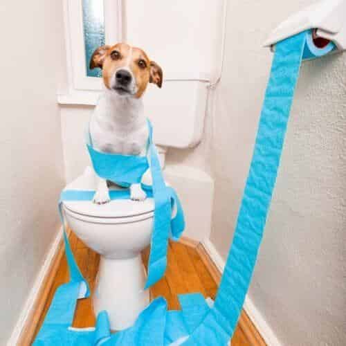 Comment faire pour que mon chien soit propre la nuit ? Petit accident du soir