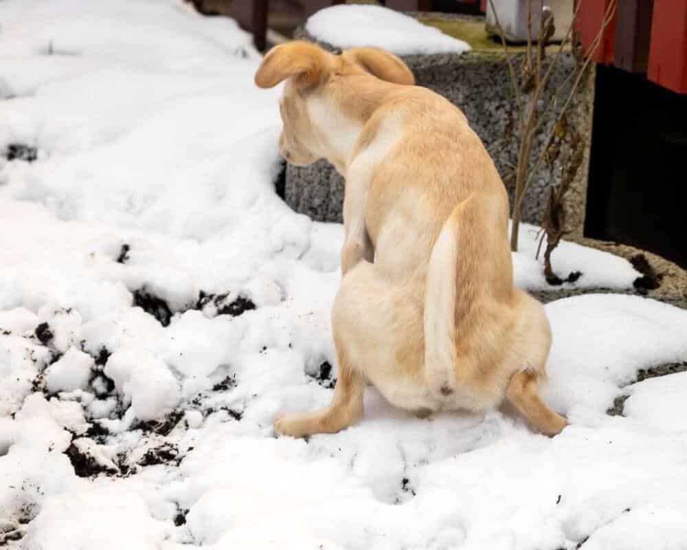 Comment faire pour que mon chien fasse pipi dehors ?