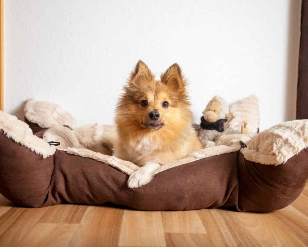 Comment faire pour que mon chien soit propre la nuit ?