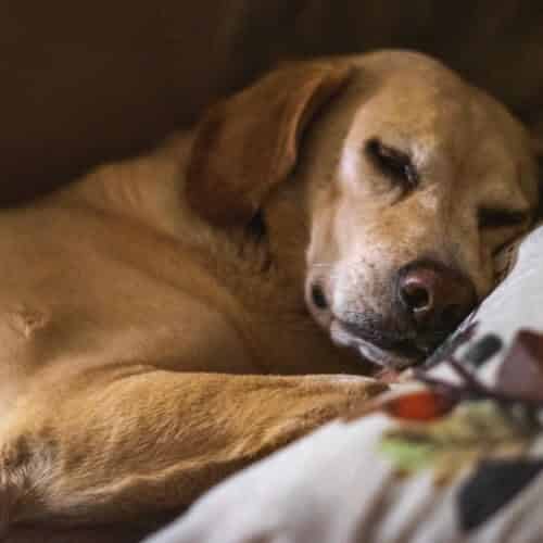 Comment faire pour que mon chien soit propre la nuit ? Petit accident du soir