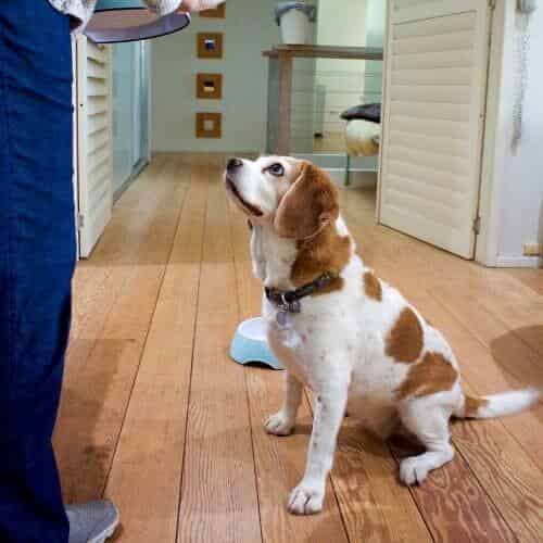 Apprendre la propreté à son chiot