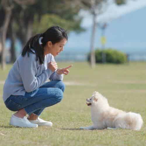 Pourquoi mon chien ne veut pas faire pipi dehors ?