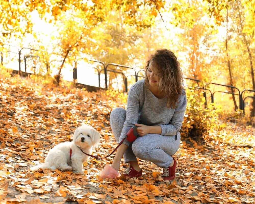 Comment forcer un chien à faire caca ?