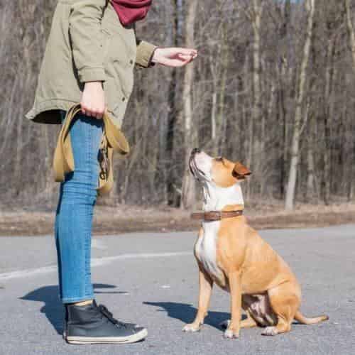 Comment forcer un chien à faire caca ? La propreté du chien