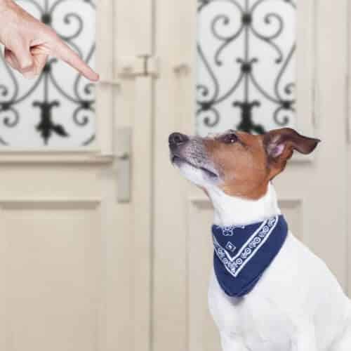 Quel médicament donner à un chien constipé ?