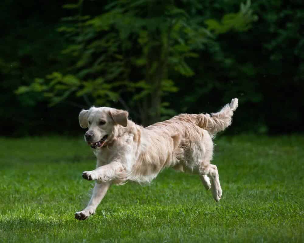 Comment muscler le train arrière de mon chien ?