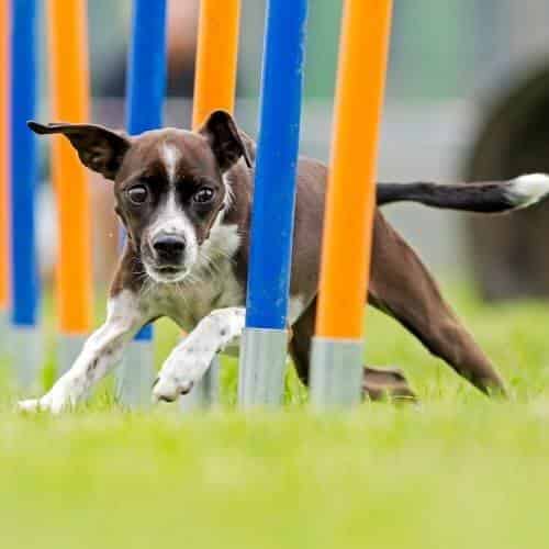 Laissez votre chien courir en liberté avec une laisse