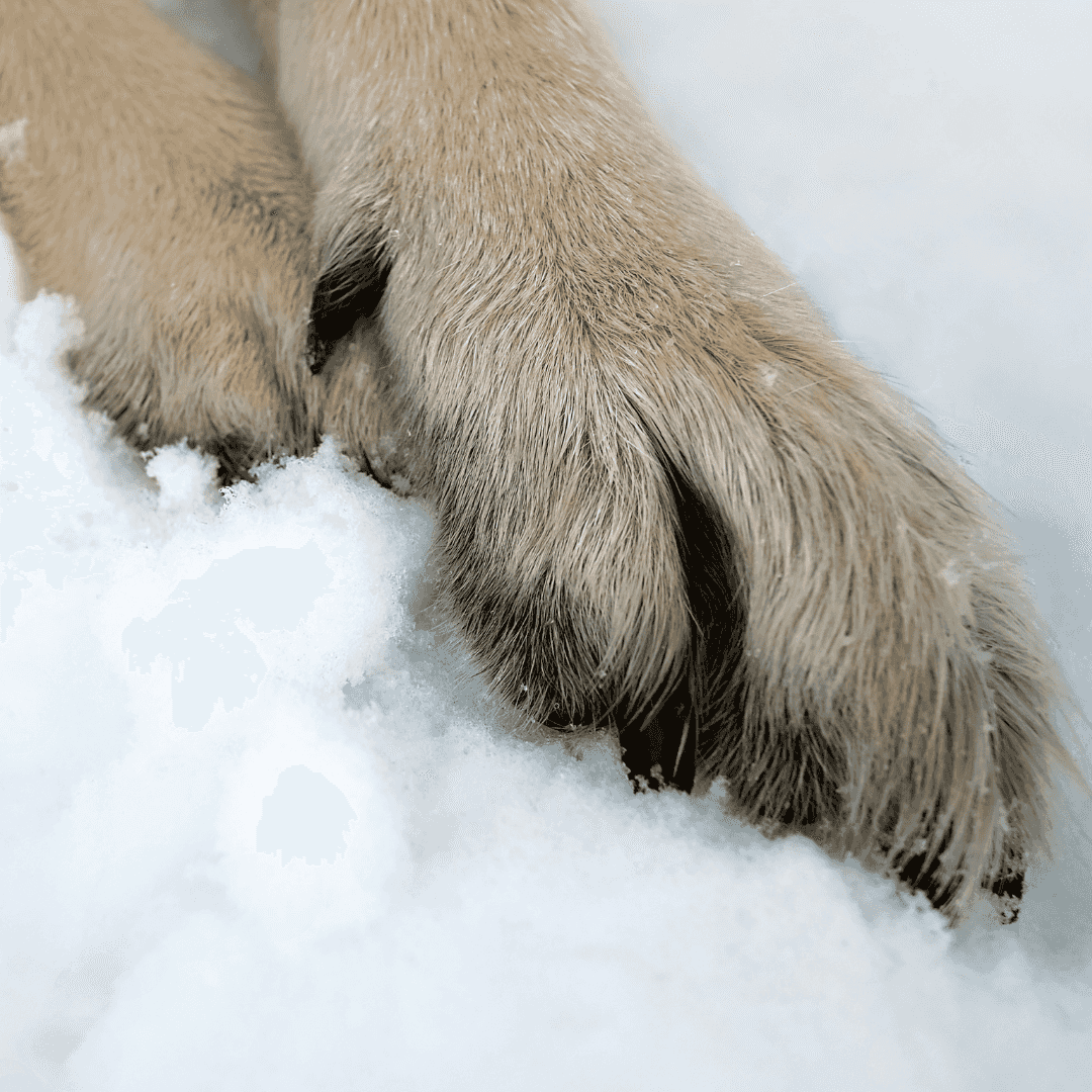 La neige sur les coussinets