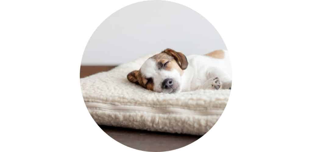 Tapis pour chien