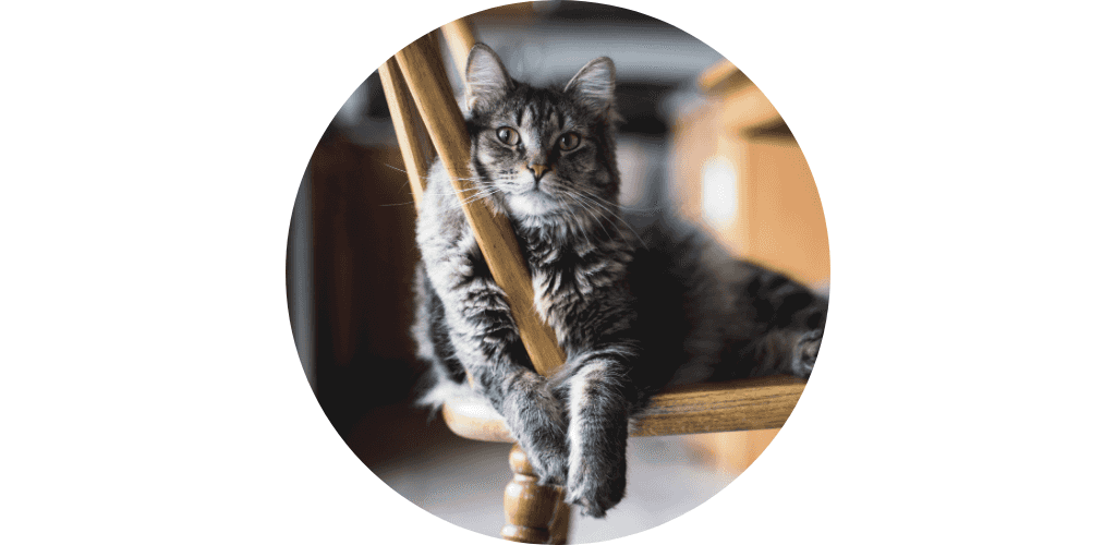 Croquettes pour chat senior