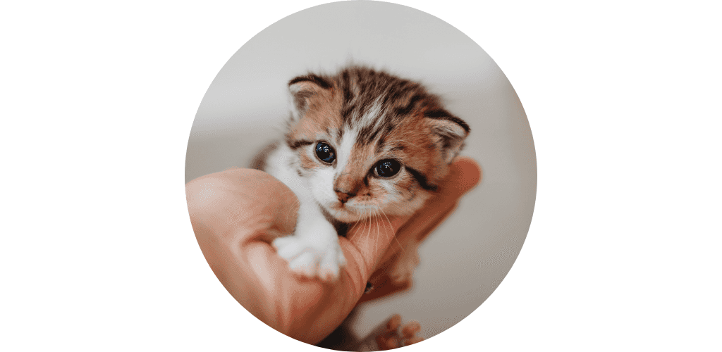 Croissance du chaton