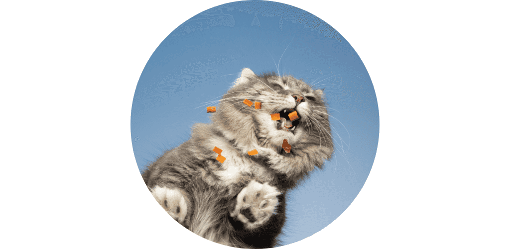Gamelle anti-glouton pour chat