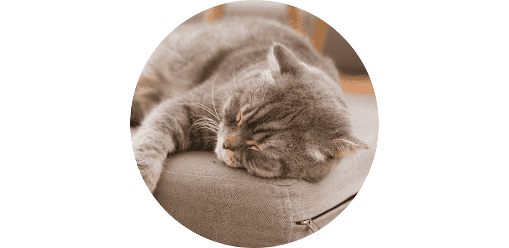 Tapis pour chat
