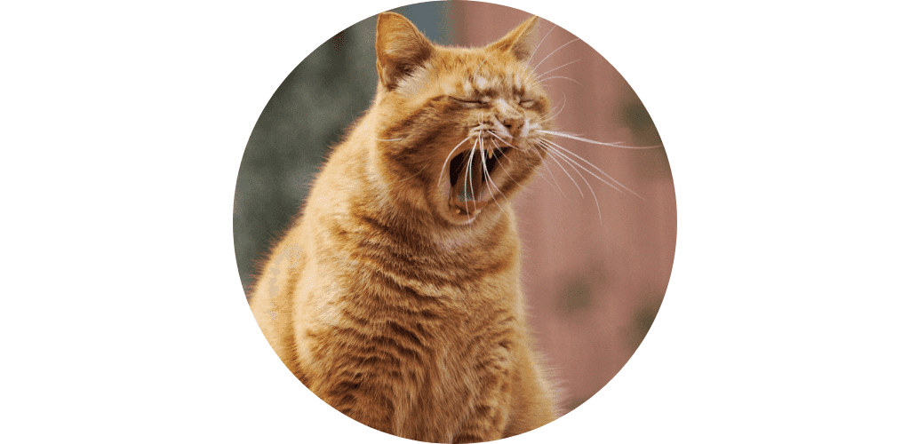 Soin des dents du chat