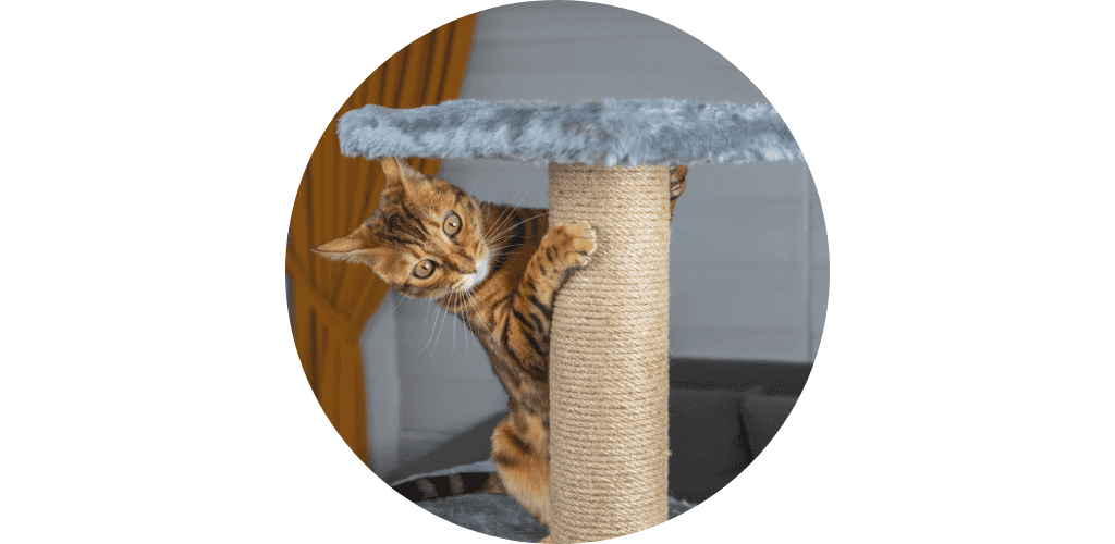 Poteau pour chat