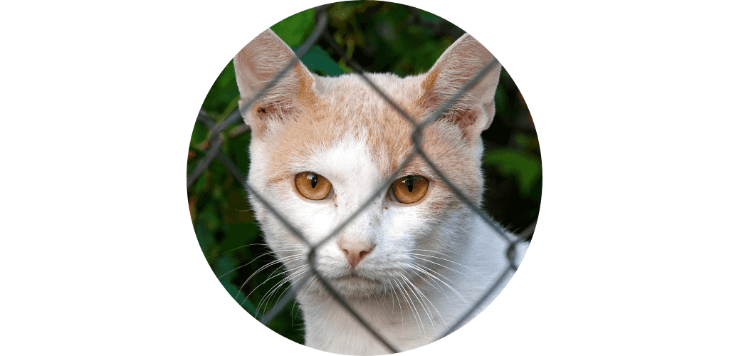 Clôture électrique pour chat
