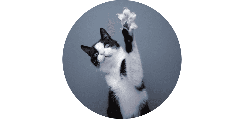 Jeux éducatifs pour chat