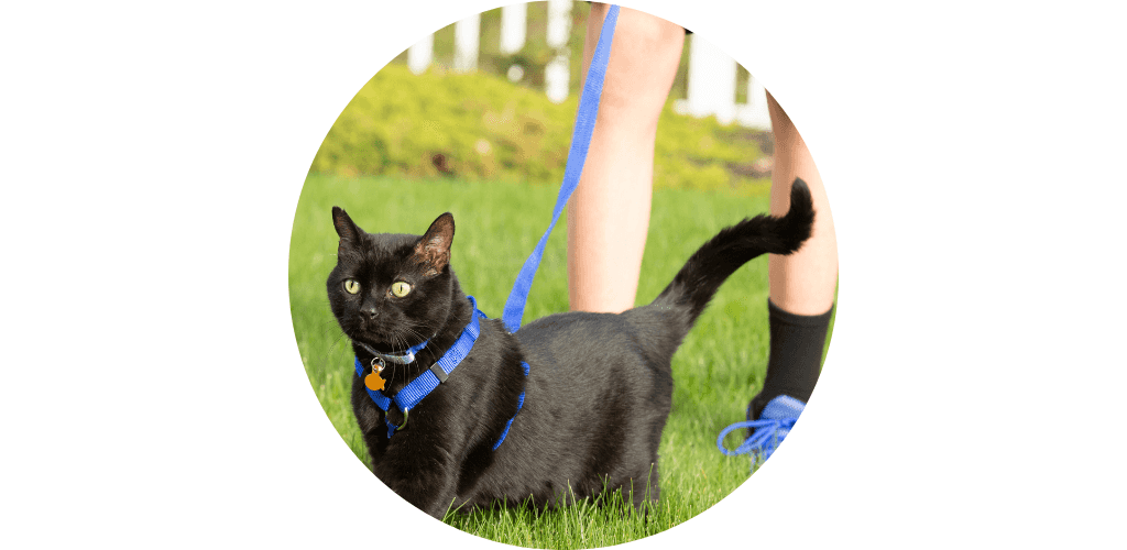 Laisse pour chat