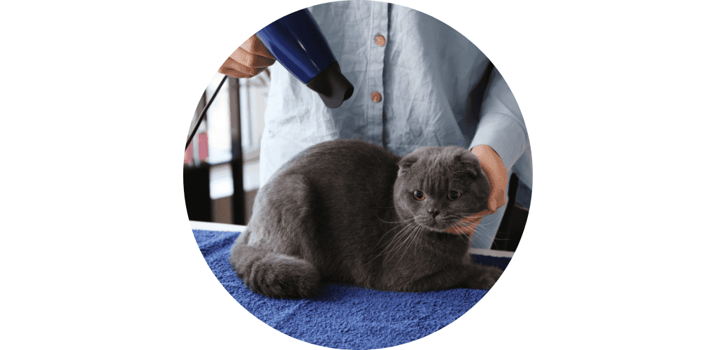 Séchage pour chat
