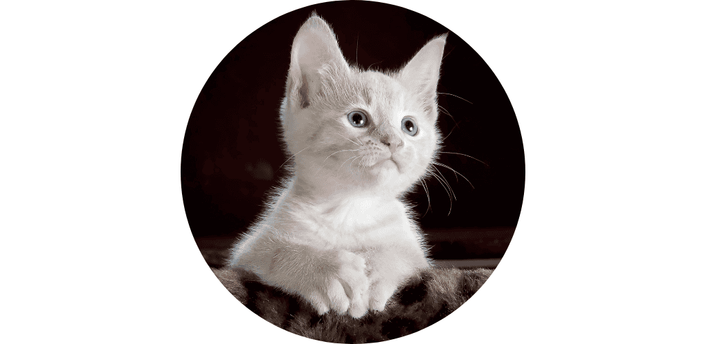 Croissance du chaton