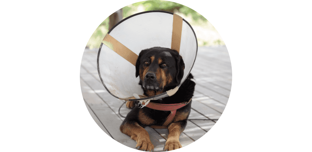 Collerette pour chien