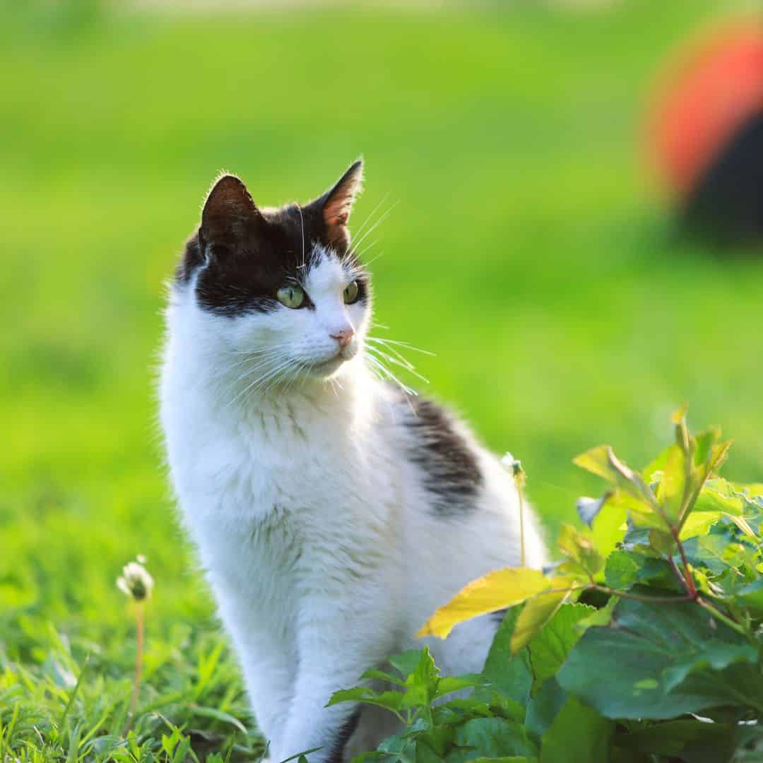 Chat qui veut aller dehors : répond-il à son nom ?