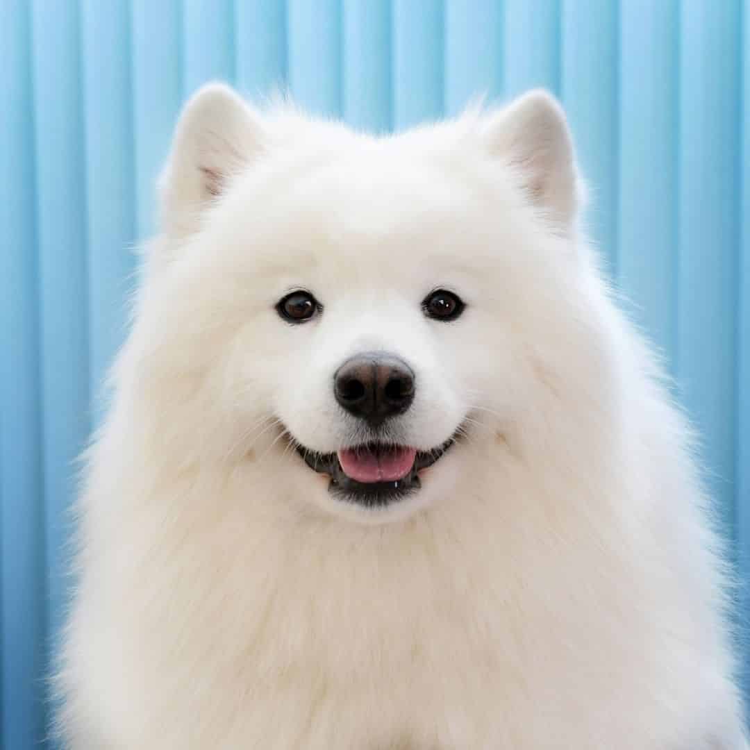 Des noms originaux en U pour chien