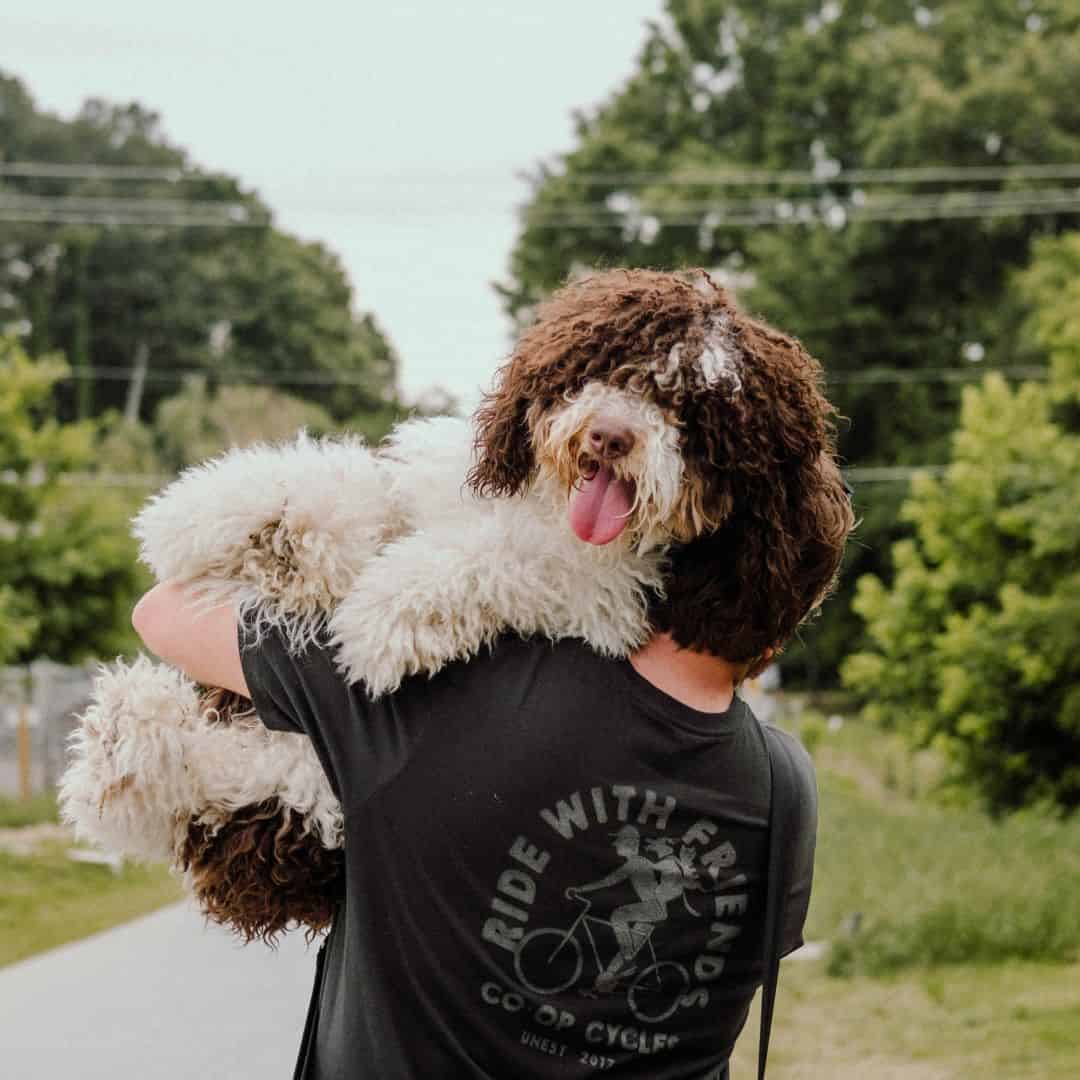 Bernedoodle en train de courir et jouer dans un parc