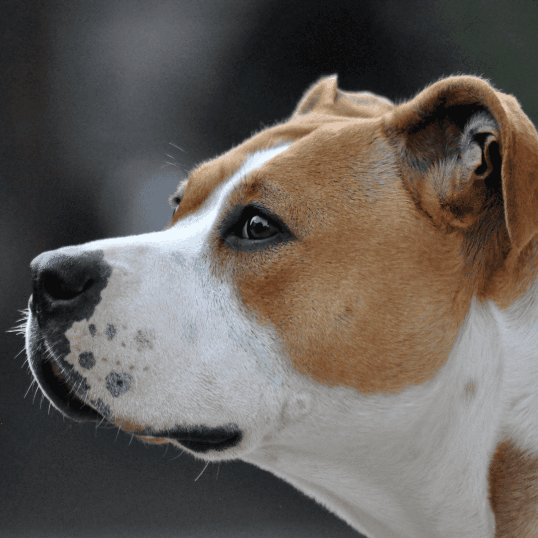 American Staffordshire Terrier