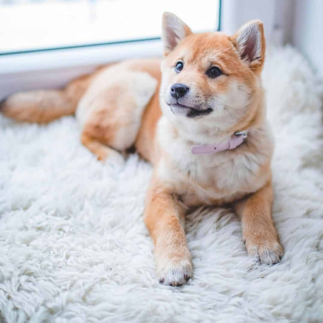 Un tapis pour son confort