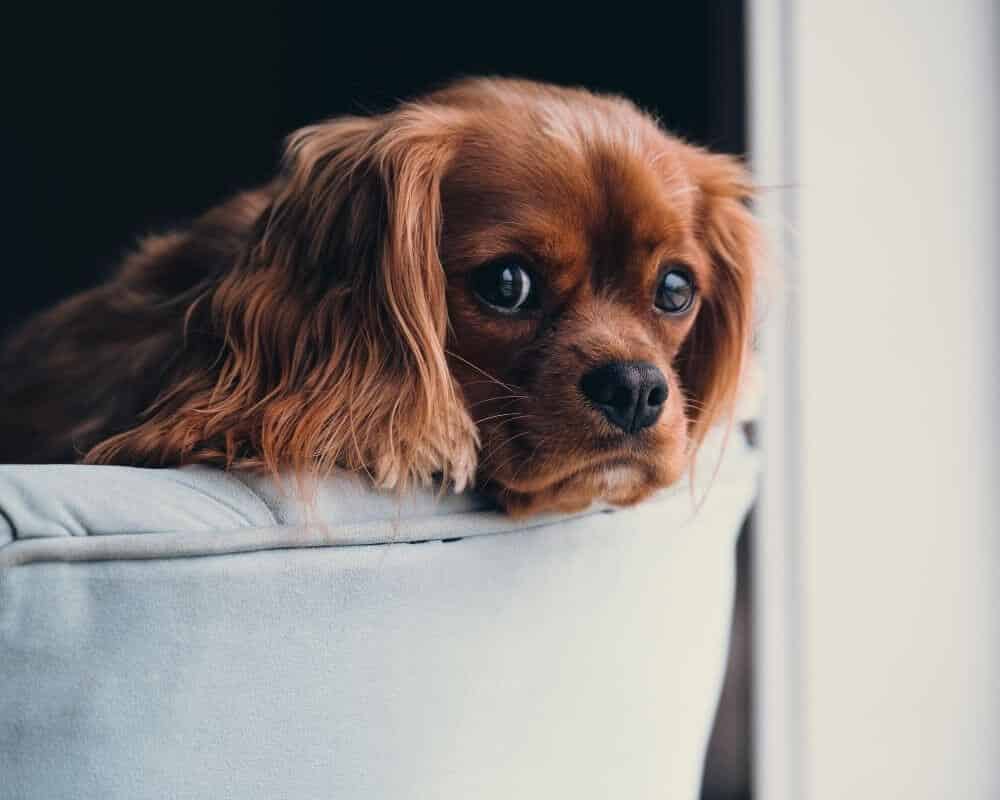 Combien de temps un chien peut tenir sans faire pipi ?