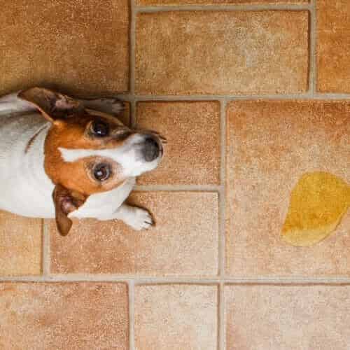 Combien de temps un chien peut tenir sans faire pipi ?
