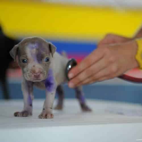 Pourquoi faut-il vider les glandes anales du chien ?