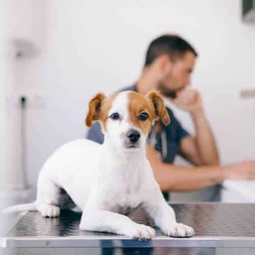 Comment purger les glandes anales du chien ? Polytrans