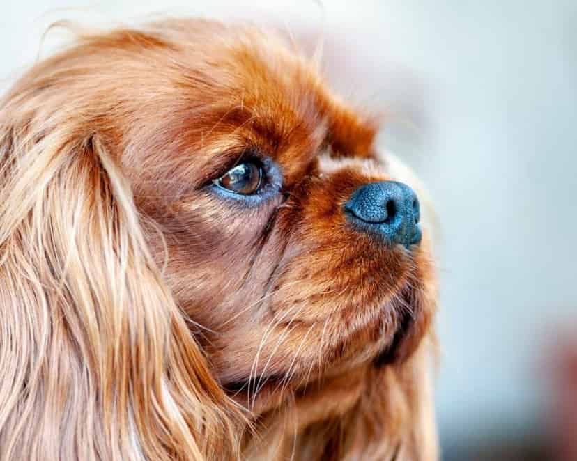 Comment savoir la fin des chaleurs chez la chienne ? Symptômes des premières chaleurs
