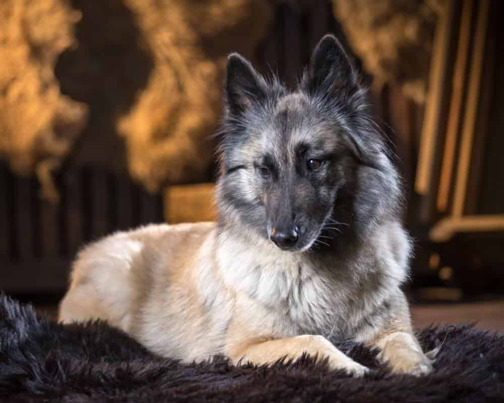 Comment savoir si ma chienne a une métrite ?