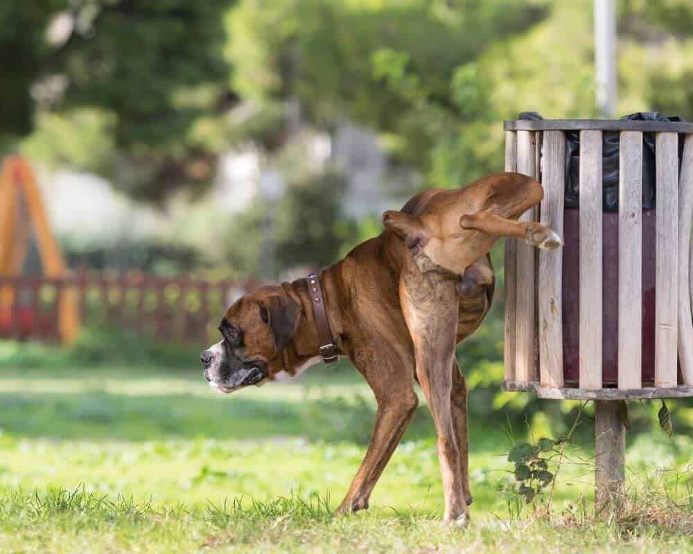 Comment savoir si mon chien a des calculs ?