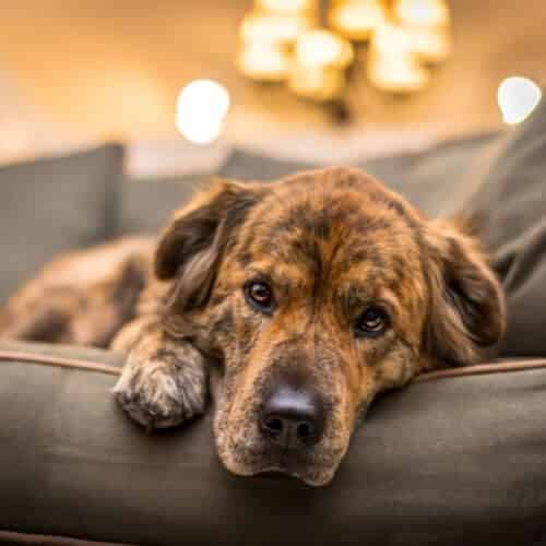 Le traitement des calculs urinaires de son compagnon canin