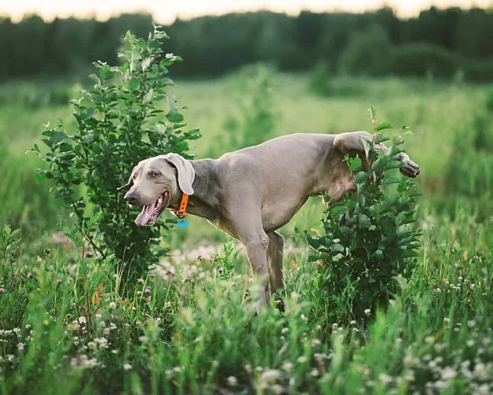 Comment soigner naturellement une infection urinaire chez le chien ?