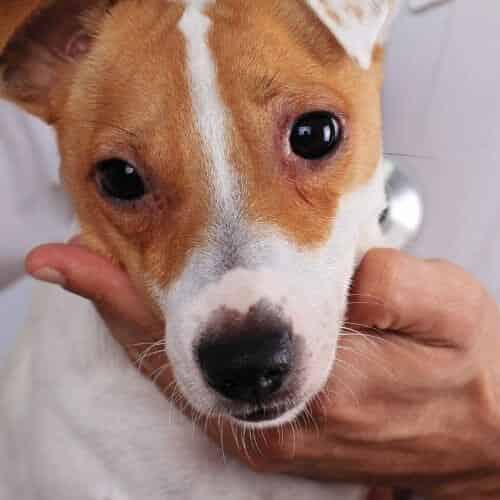 Pourquoi mon chien a-t-il une infection urinaire ?