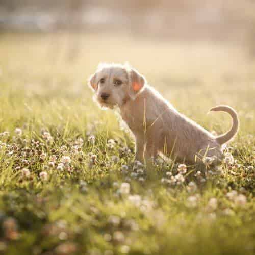 Que faire en cas de présence de sang dans les urines des animaux de compagnie ?