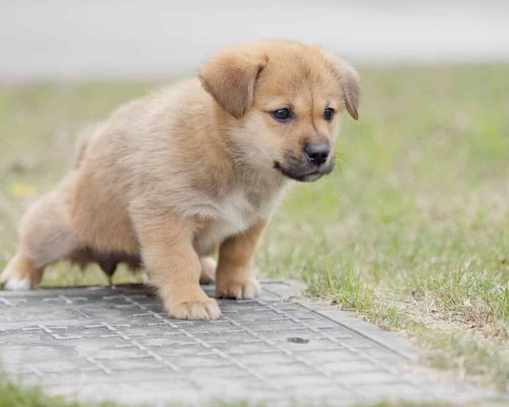 Comment soigner un chien qui fait pipi du sang ?