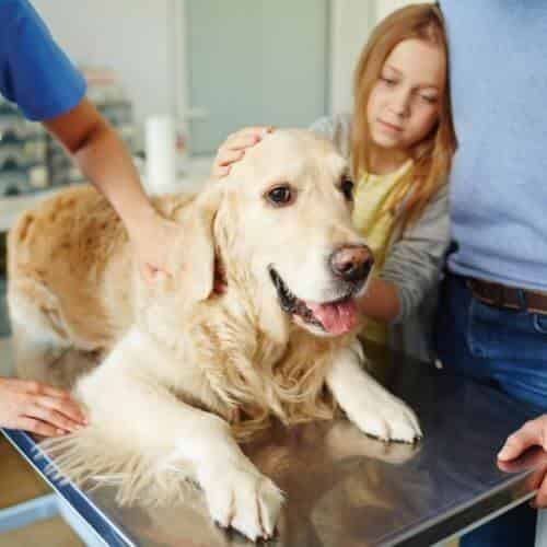 Comment le chien attrape la Leptospirose ?