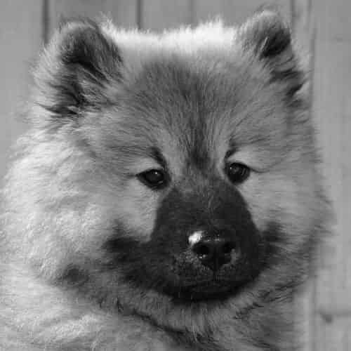 Comment soigner une infection urinaire chez le chien ?